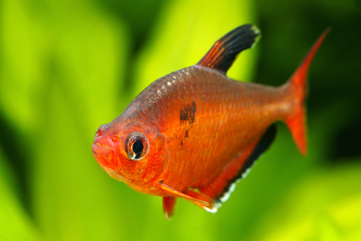 Red Phantom Tetra