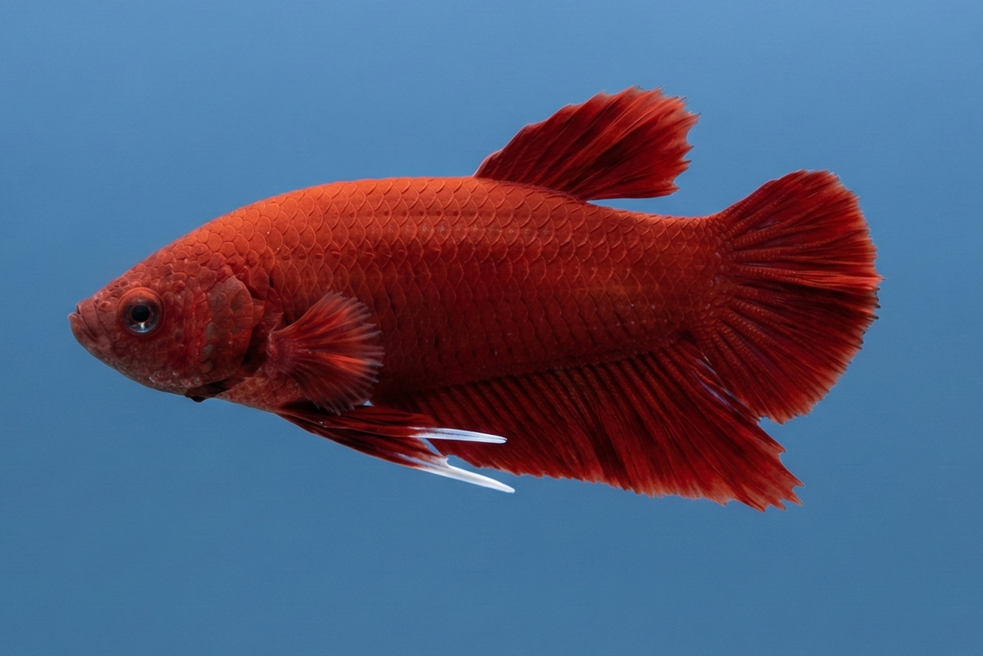 Red Plakat Male Betta