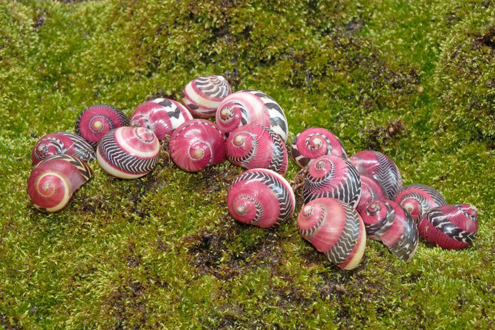 Red Racer Nerite Snail