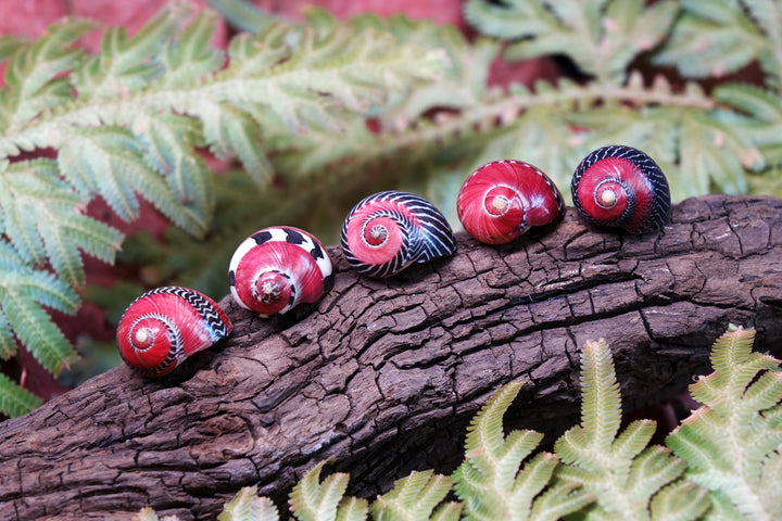 Red Racer Nerite Snail