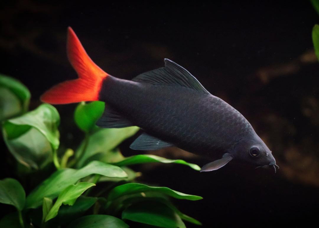 Red Tailed Black Shark