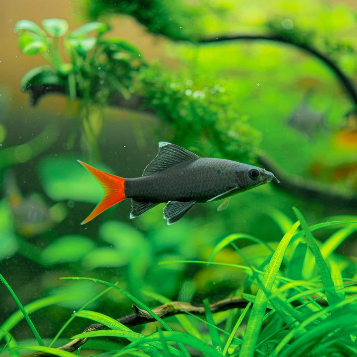 Red Tailed Black Shark