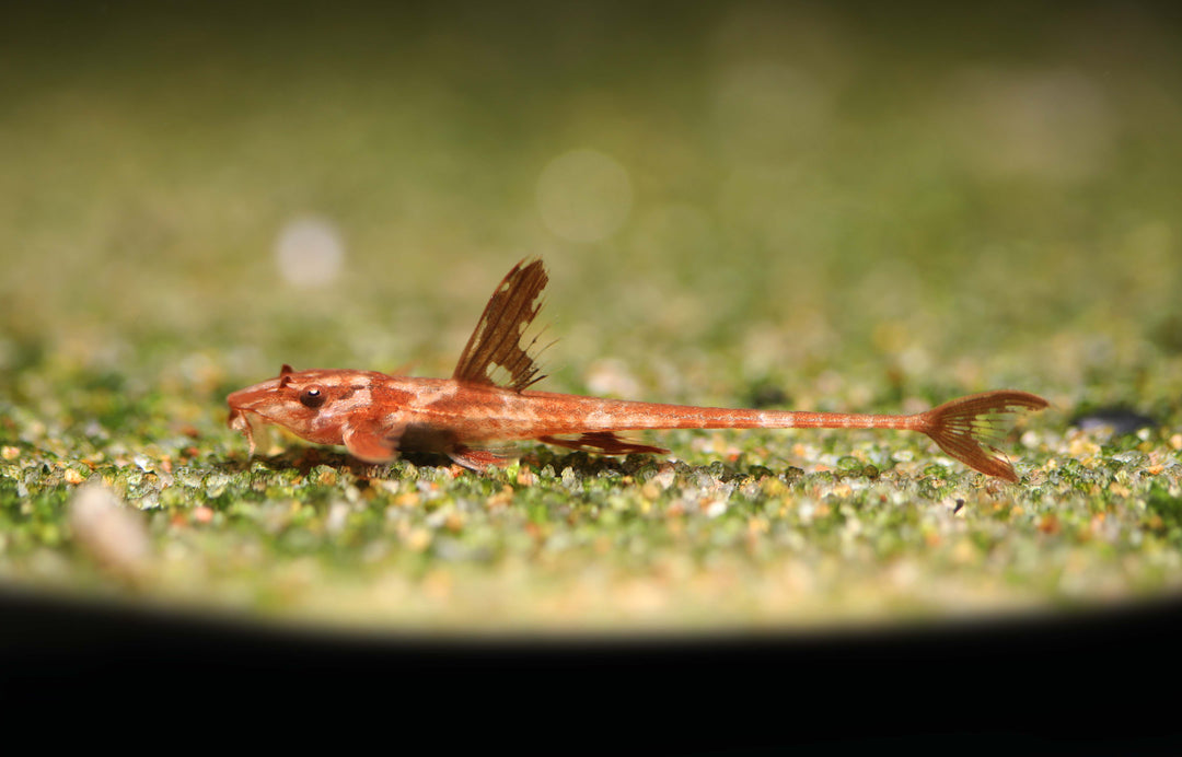 Red Lizard Whiptail Catfish