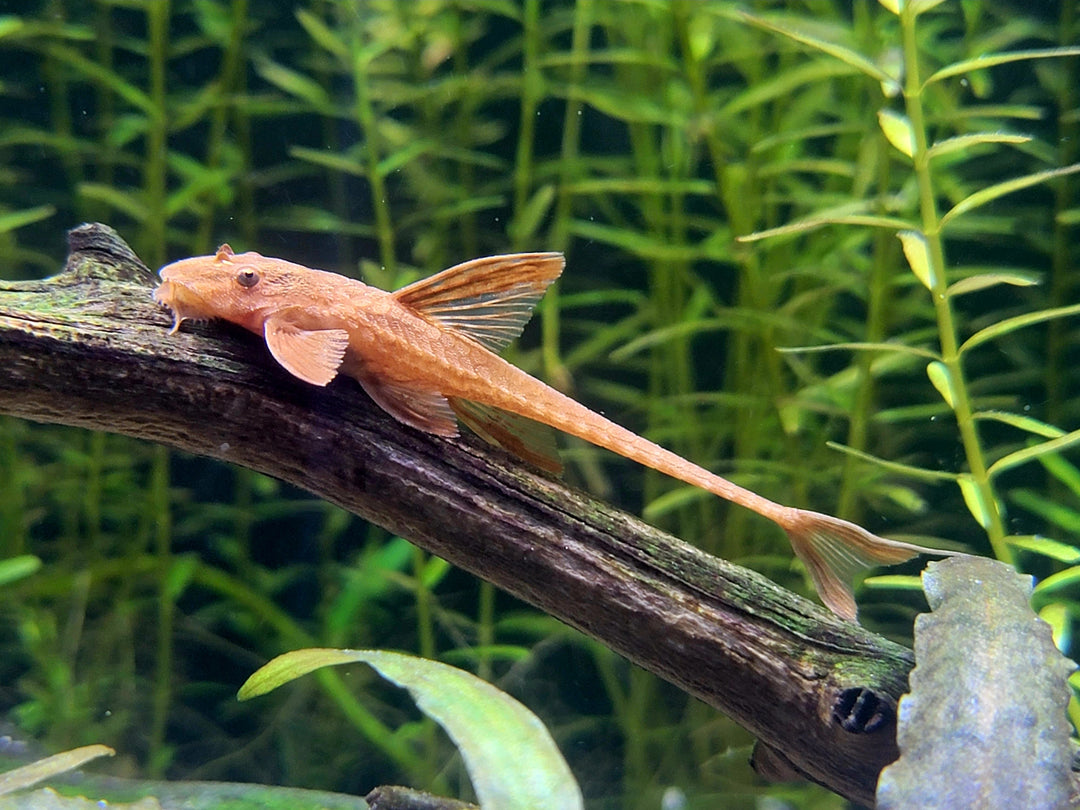 Red Lizard Whiptail Catfish