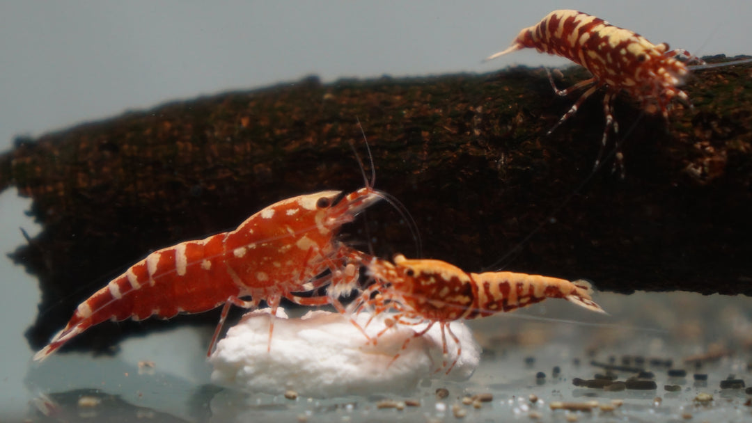 Red Galaxy Fishbone Caridina Shrimp