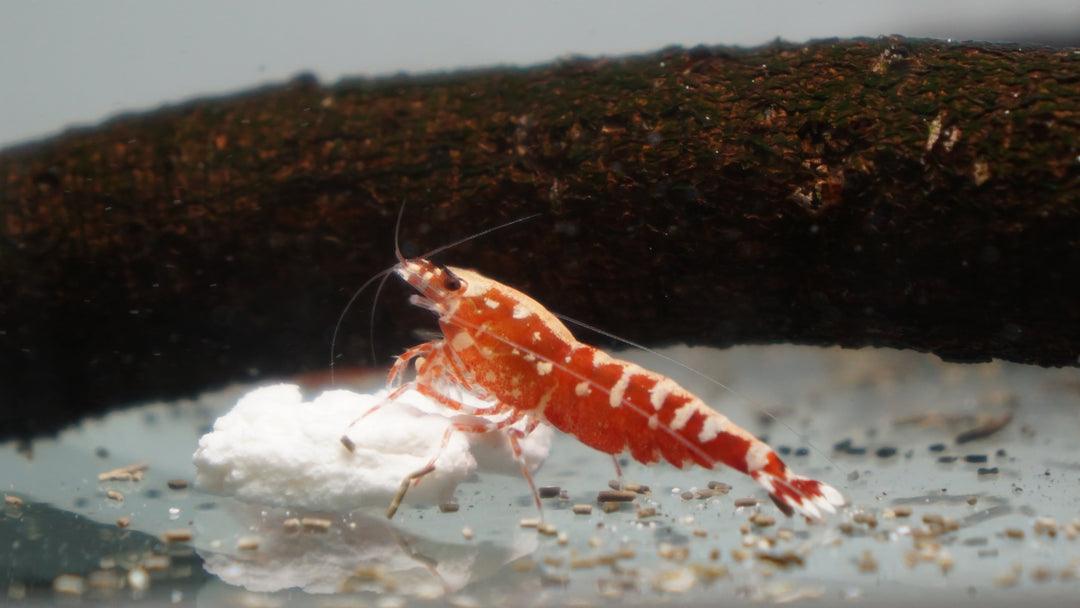 Red Galaxy Fishbone Caridina Shrimp
