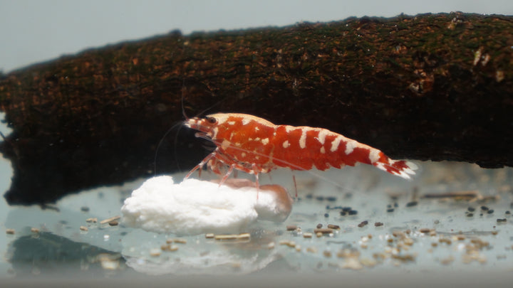 Red Galaxy Fishbone Caridina Shrimp