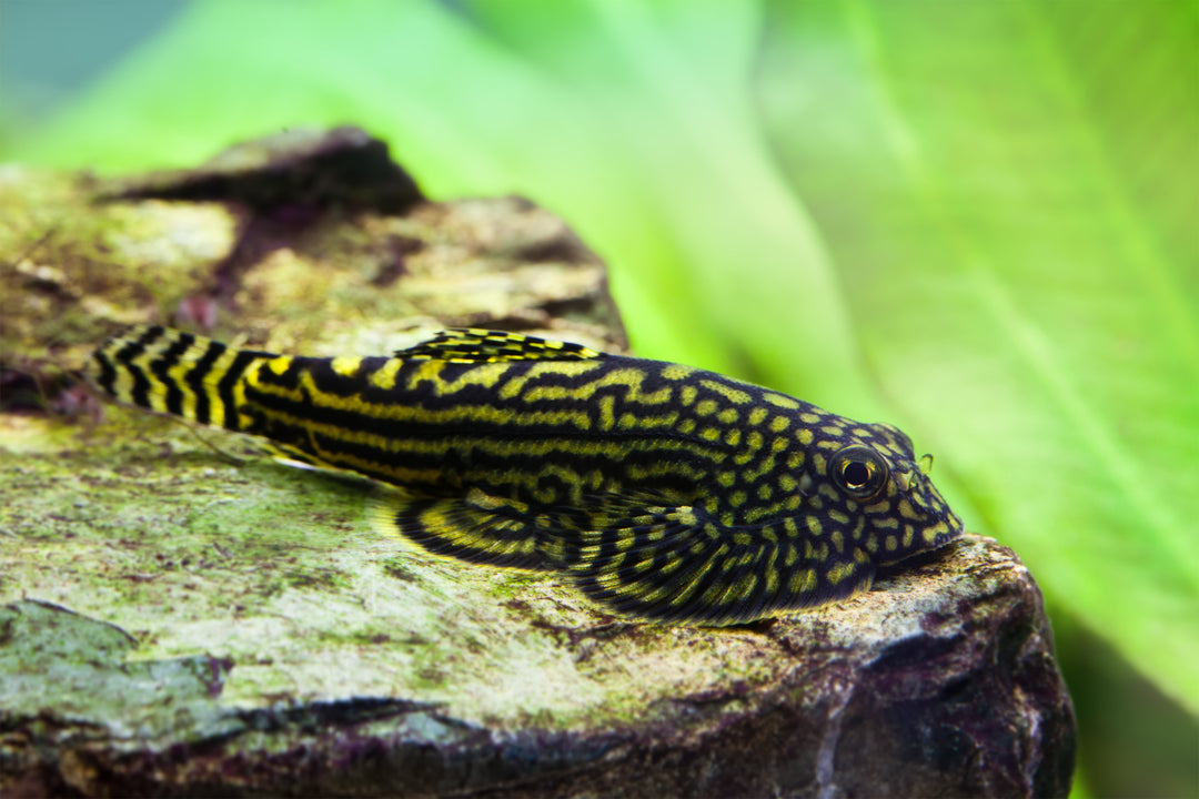 Reticulated Hillstream Loach