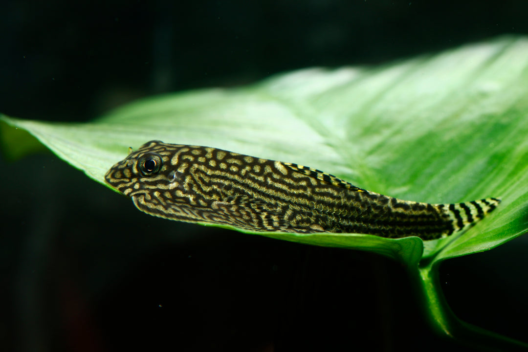 Reticulated Hillstream Loach
