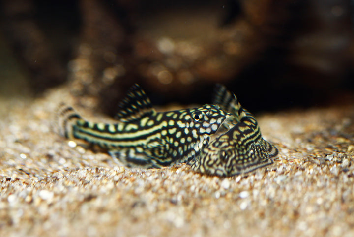 Reticulated Hillstream Loach