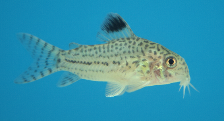 Reticulated Julii Cory