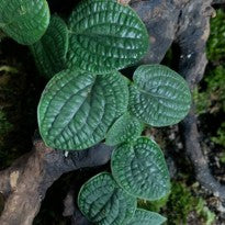 Rhaphidophora Versteegii