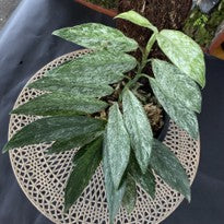 Rhaphidophora Elliptipolia Mint