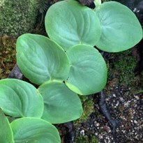 Rhaphidophora Latevaginata M.Hotta