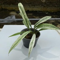 Rhaphidophora Lobii