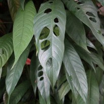 Rhaphidophora Megasperma Engl.