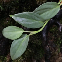 Rhaphidophora Silver
