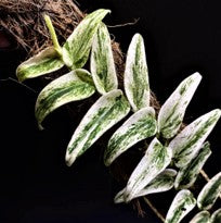 Rhaphidophora Tenuis Variegated
