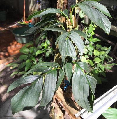 Rhaphidophora Tenuis Silver