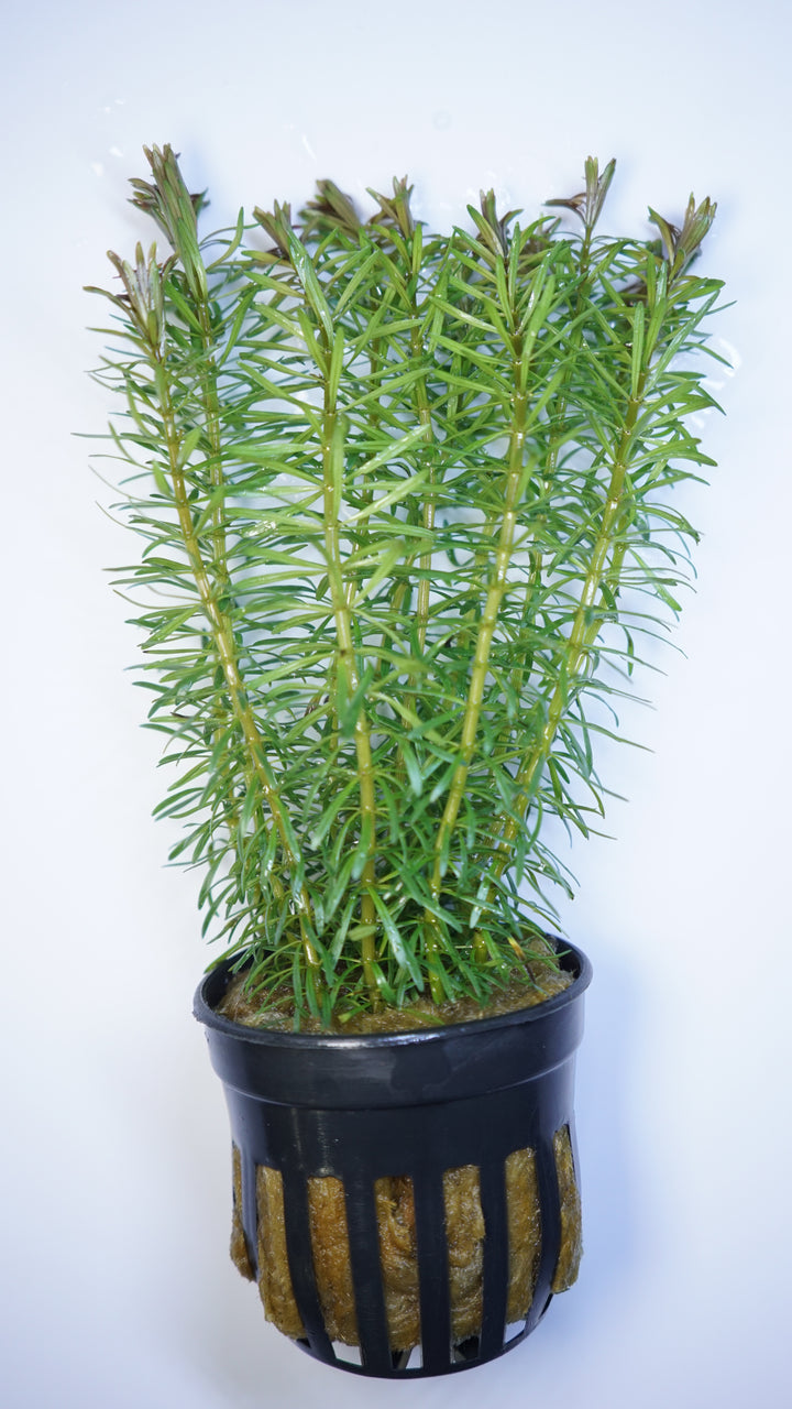 Rotala Bossi