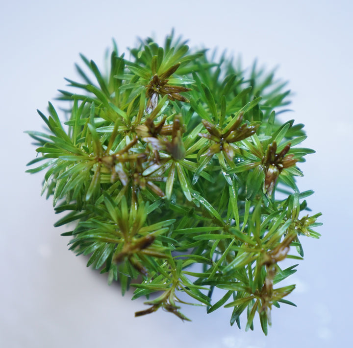 Rotala Bossi