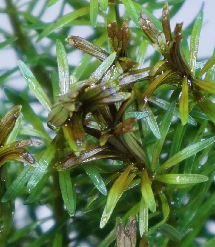 Rotala Bossi
