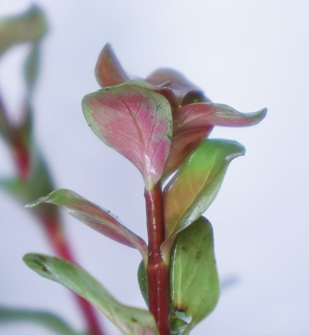 Rotala rotundifolia reddish (Vietnam)