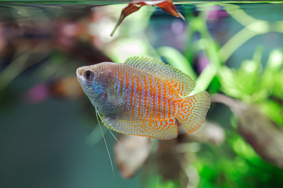 Royal Blue Dwarf Gourami