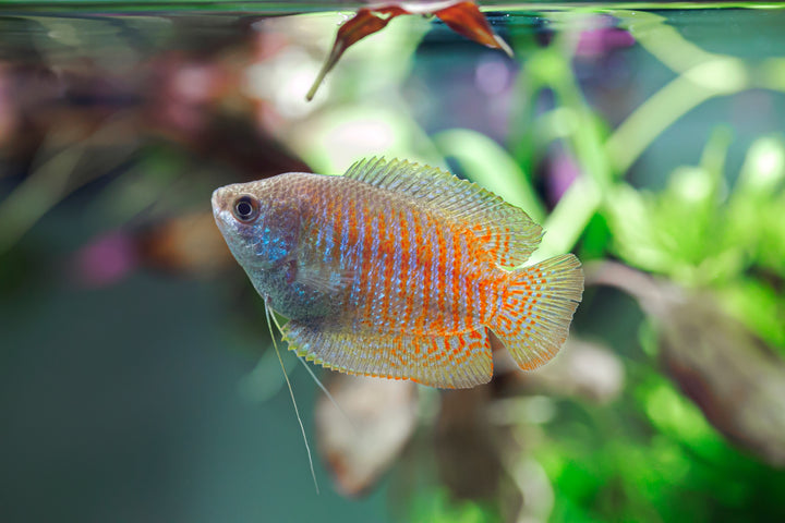 Royal Blue Dwarf Gourami