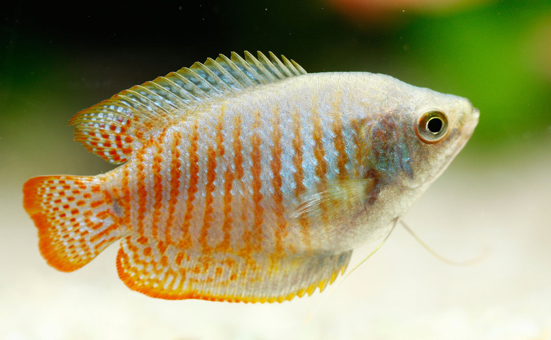 Royal Blue Dwarf Gourami