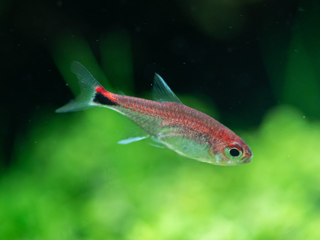 Ruby Tetra