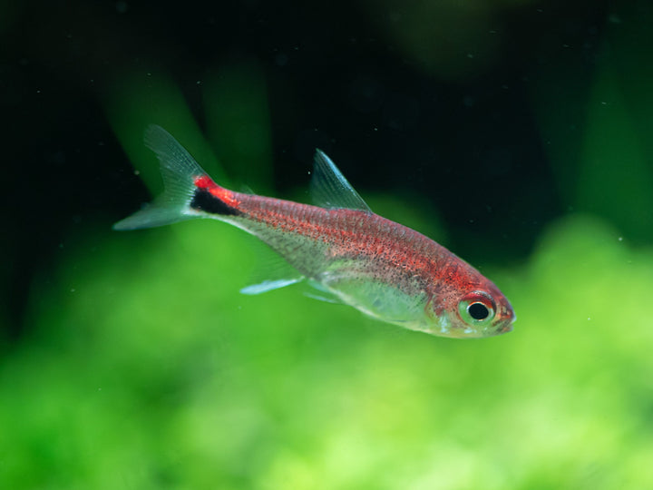 Ruby Tetra