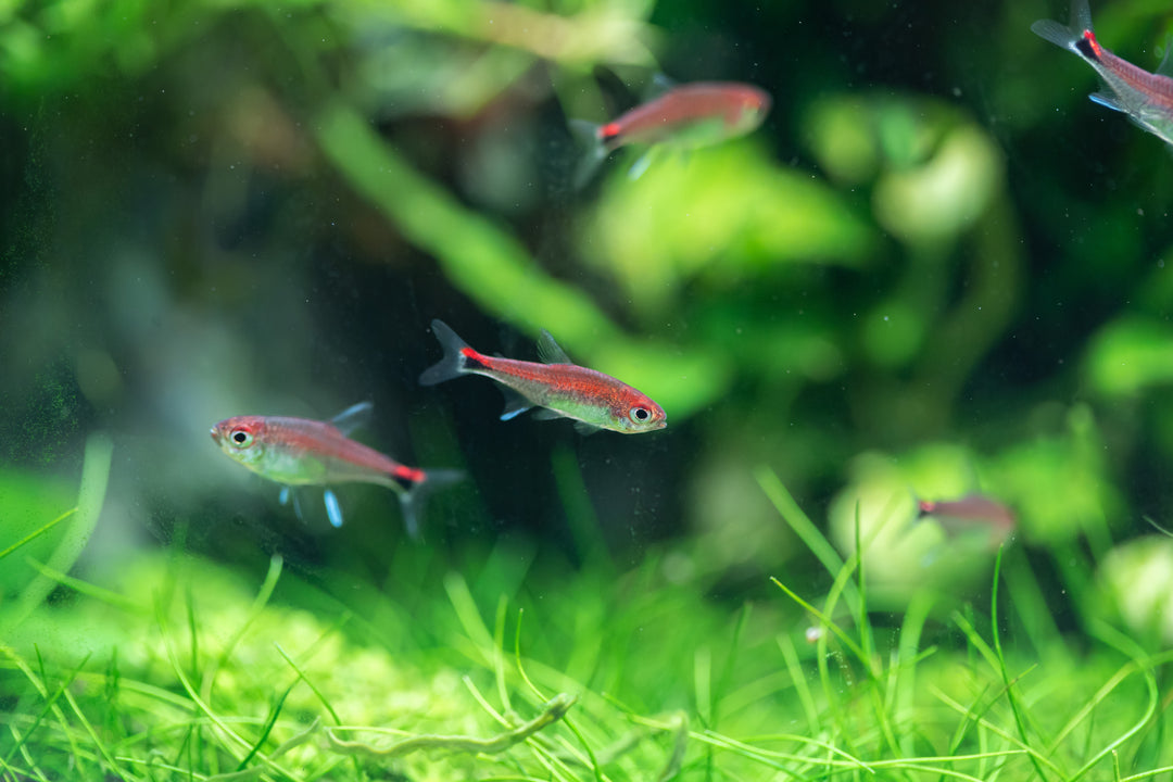 Ruby Tetra