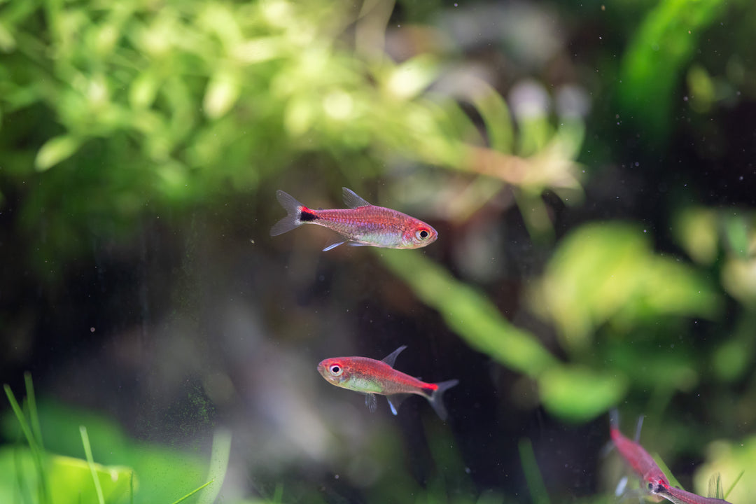 Ruby Tetra