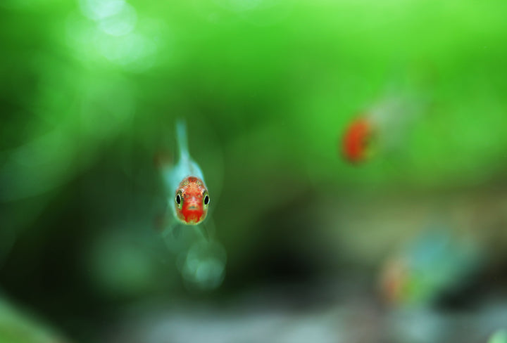 Rummynose Rasbora