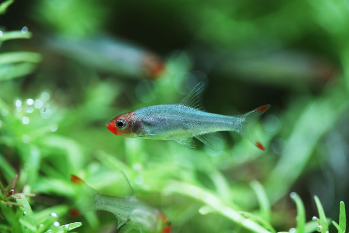 Rummynose Rasbora