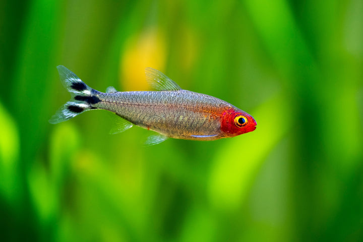 Rummynose Tetra