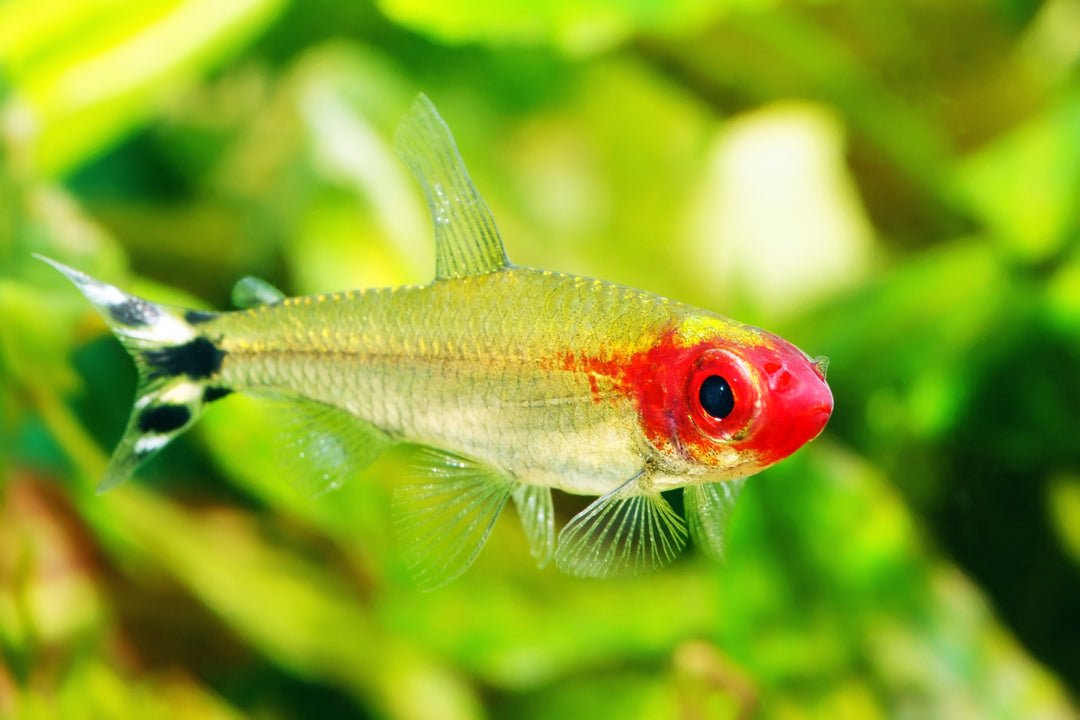 Rummynose Tetra