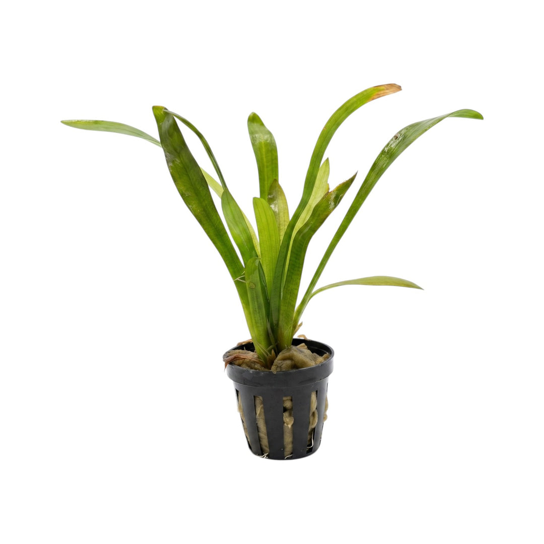 Sagittaria platyphylla
