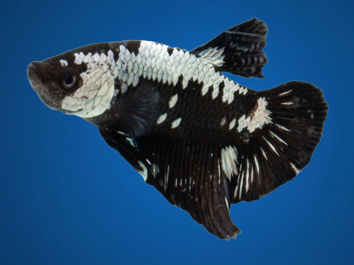 Samurai Plakat Male Betta