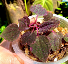 Sarcopyramis sp. Purple
