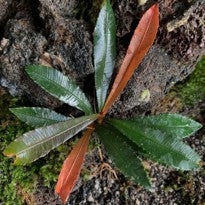 Sauvagesia Serrata