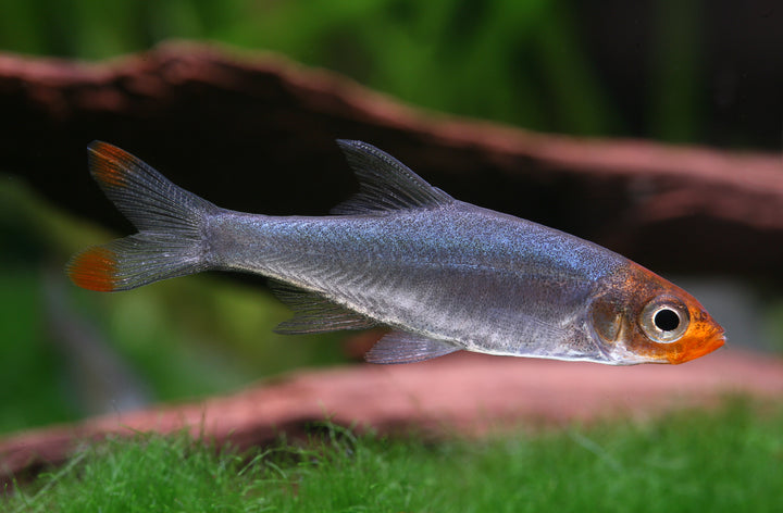 Rummynose Rasbora