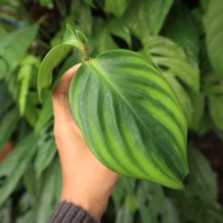 Scaphochlamys Argentea