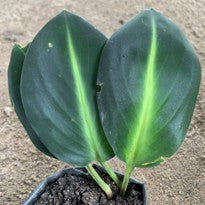 Scaphochlamys Multifolia