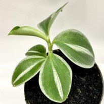 Scaphochlamys sp.