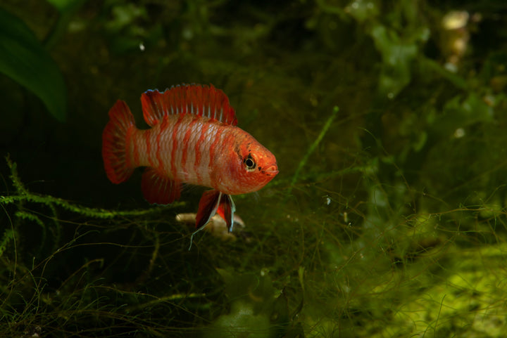Scarlet Badis