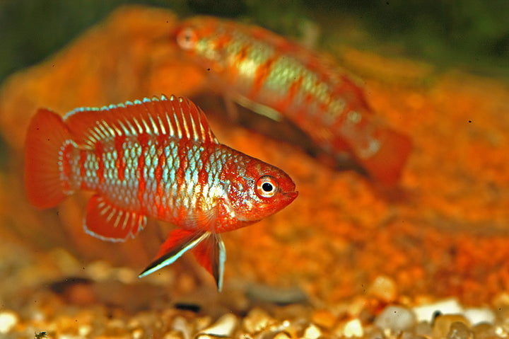Scarlet Badis