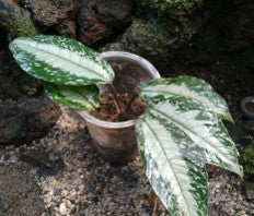 Schismatoglottis Decipiens