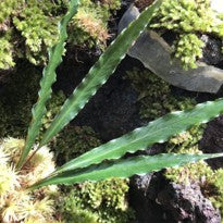 Schismatoglottis Erecta
